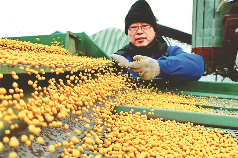 黑龙江日报 大豆产业技术专家献策这样种大豆 保质又增收