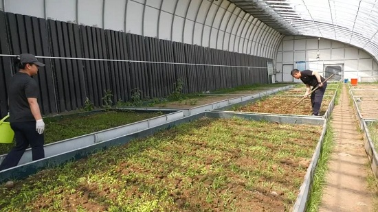 穆棱市：烟苗“挪窝”菜苗“入巢”育苗大棚轮作综合利用