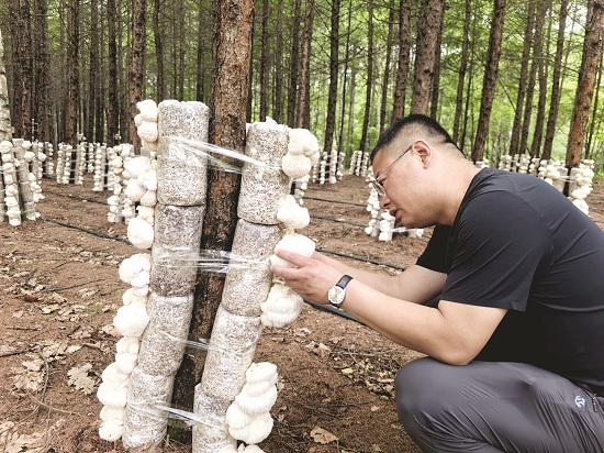 仿野生种植助增收