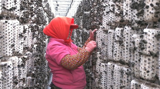 【高质量发展 可持续振兴】东宁市成为全国黑木耳产业发展“领航员”