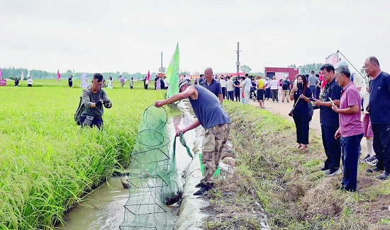 稻田养殖小龙虾