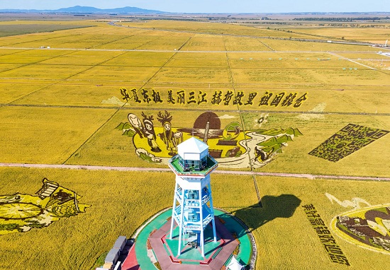 粮食大省秋收忙｜黑龙江：黑土生金筑牢“压舱石”